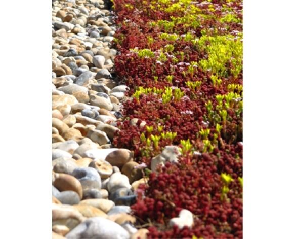 Revit, BIM, Download, Free, Components, Bailey, Roof, Roofing, Systems,atlantic,single,ply,membrane,eco,roof,gree,brown,intensive,extensive,biodiverse,bioversity,planting,sustainable,waterproofing,environment,root,barrier