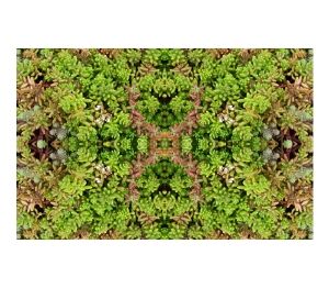 Product: ALKORGREEN Roof Membrane