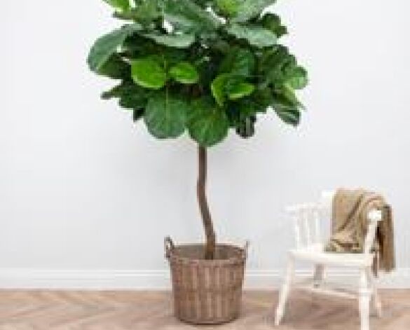Product: NTT Natural Trunk Fiddle Tree 220cm FR