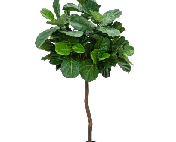 Product: NTT Natural Trunk Fiddle Tree 220cm FR