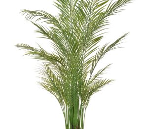 Product: Palm Areca 180cm FR UV-S2