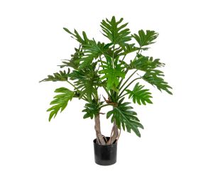Product: Plants Philodendron 64cm FR-S1 (TL3700)