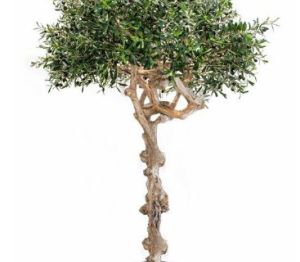 Product: NTT Natural Coffee Stem Olive Tree 200cm FR (TL4279)