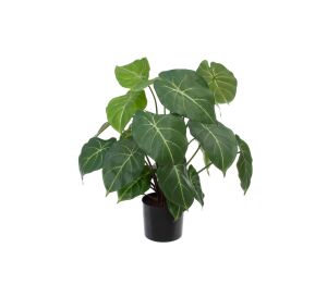 Product: Plants Syngonium Podophyllum 58cm FR-S1 (TL4646)