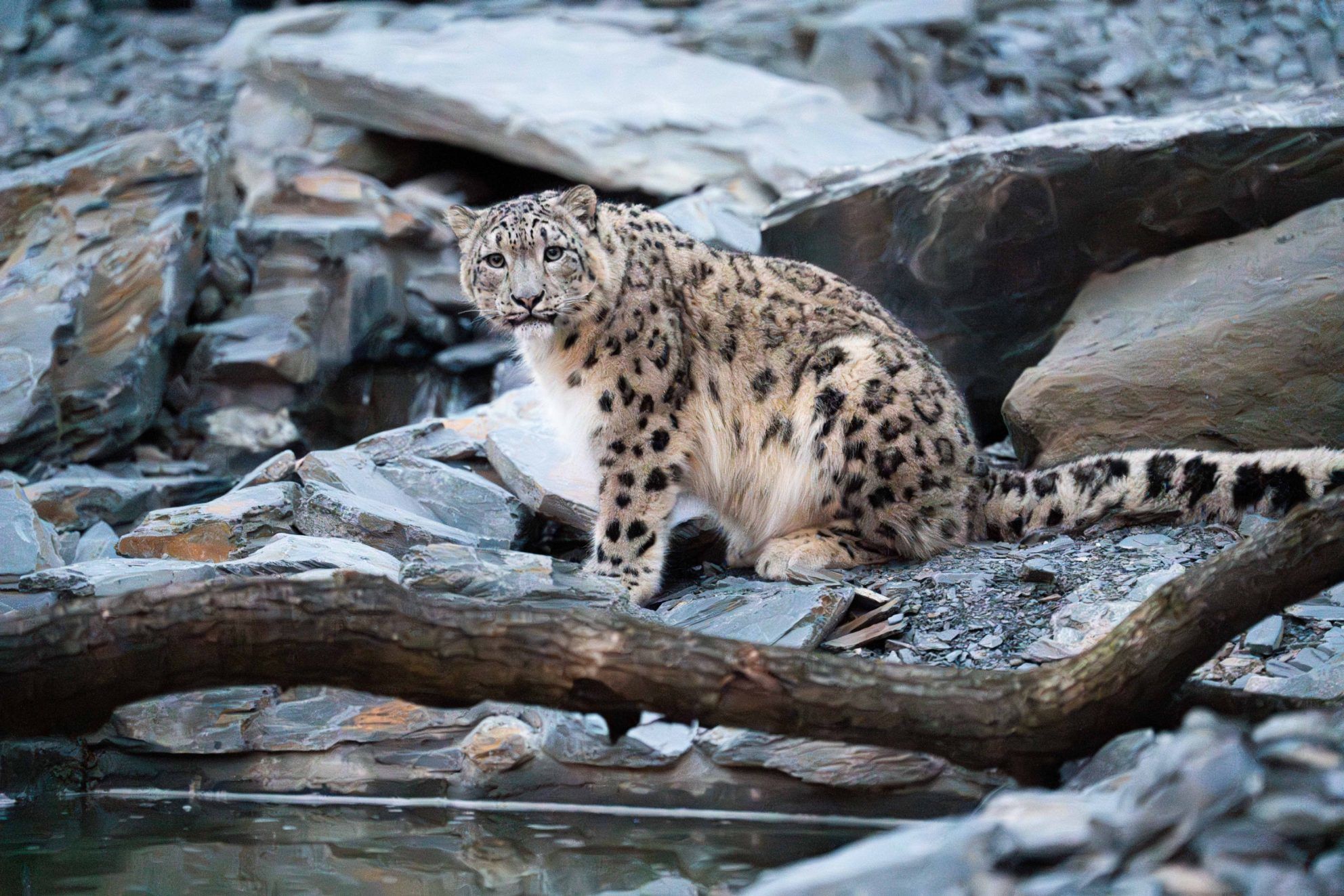 Wienerberger and Chester Zoo Snow Leopard
