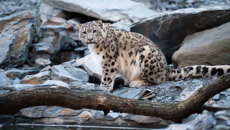 Wienerberger and Chester Zoo Snow Leopard
