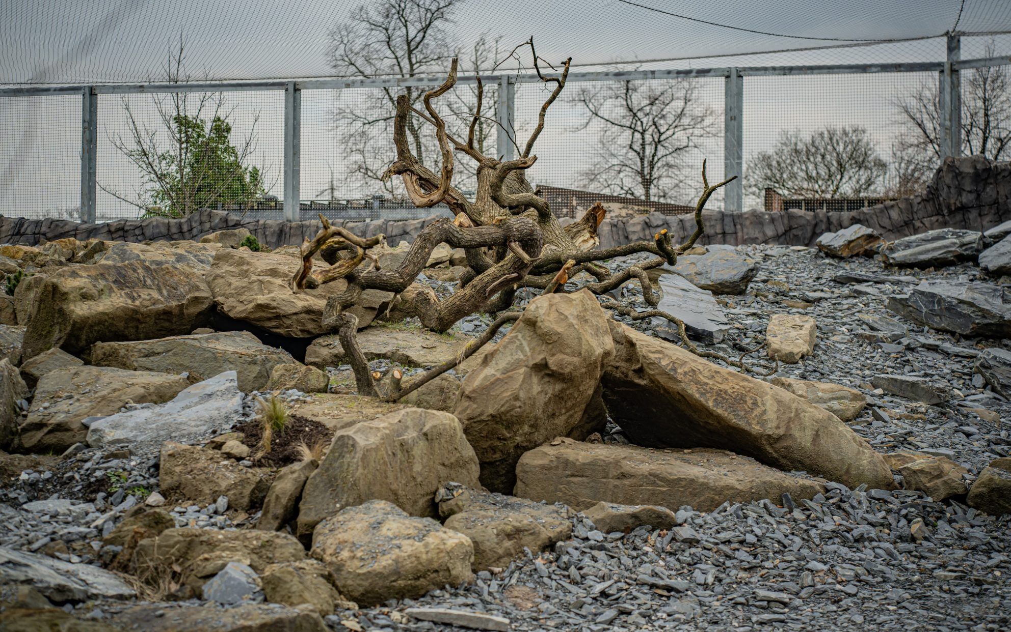 Wienerberger and Chester Zoo Snow Leopard Habitat