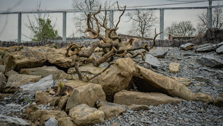 Wienerberger and Chester Zoo Snow Leopard Habitat